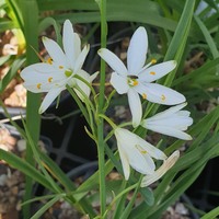 Anthericum liliago 